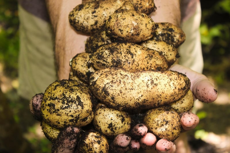 Seasonal Harvests